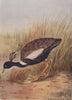 INDIAN BIRDS. The Lesser Florican 1943 old vintage print picture