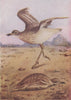 INDIAN BIRDS. The Stone-Curlew 1943 old vintage print picture