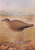 INDIAN BIRDS. The Indian Courser 1943 old vintage print picture