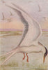 INDIAN BIRDS. The River Tern 1943 old vintage print picture