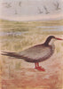 INDIAN BIRDS. The Indian Whiskered Tern 1943 old vintage print picture