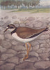 INDIAN BIRDS. The Little Ringed Plover 1943 old vintage print picture