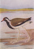INDIAN BIRDS. The Red-wattled Lapwing 1943 old vintage print picture