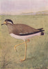 INDIAN BIRDS. The Yellow-wattled Lapwing 1943 old vintage print picture