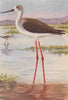 INDIAN BIRDS. The Black-winged Stilt 1943 old vintage print picture