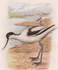 INDIAN BIRDS. The Avocet 1943 old vintage print picture