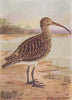 INDIAN BIRDS. The Curlew 1943 old vintage print picture