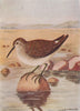 INDIAN BIRDS. The Wood or Spootted Sandpiper 1943 old vintage print picture