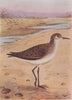 INDIAN BIRDS. The Little Stint 1943 old vintage print picture