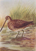 INDIAN BIRDS. The Common or Fantail Snipe 1943 old vintage print picture