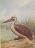 INDIAN BIRDS. The Spotted-billed Pelican 1943 old vintage print picture