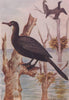 INDIAN BIRDS. The Little Cormorant 1943 old vintage print picture