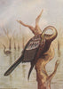 INDIAN BIRDS. The Darter or Snake-bird 1943 old vintage print picture