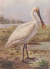 INDIAN BIRDS. The Spoonbill 1943 old vintage print picture