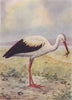 INDIAN BIRDS. The White Stork 1943 old vintage print picture