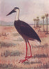 INDIAN BIRDS. The White-Necked Stork 1943 old vintage print picture