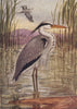 INDIAN BIRDS. The Grey Heron 1943 old vintage print picture