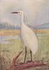 INDIAN BIRDS. The Little Egret 1943 old vintage print picture