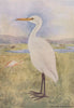 INDIAN BIRDS. The Cattle Egret 1943 old vintage print picture