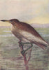 INDIAN BIRDS. The Indian Pond Heron or Paddy Bird 1943 old vintage print