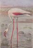 INDIAN BIRDS. The Common Flamingo 1943 old vintage print picture