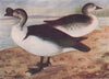 INDIAN BIRDS. The Nukta or Comb-Duck 1943 old vintage print picture