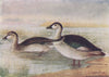 INDIAN BIRDS. The Cotton Teal 1943 old vintage print picture