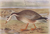 INDIAN BIRDS. The Bar-Headed Goose 1943 old vintage print picture