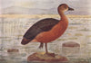 INDIAN BIRDS. The Common or Lesser Whistling Teal 1943 old vintage print