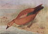 INDIAN BIRDS. The Ruddy Sheldrake or Brahminy Duck 1943 old vintage print