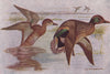 INDIAN BIRDS. The Common Teal 1943 old vintage print picture