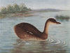 INDIAN BIRDS. The Little Grebe or Dabchick 1943 old vintage print picture