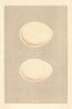 BRITISH BIRD EGGS. White Stork. Black Stork. MORRIS 1866 old antique print
