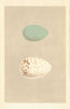 BRITISH BIRD EGGS. Spoonbill. Ibis. MORRIS 1866 old antique print picture