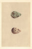 BRITISH BIRD EGGS. Spotted Redshank. Redshank. MORRIS 1866 old antique print