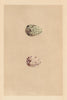 BRITISH BIRD EGGS. Green Sandpiper. Wood Sandpiper. MORRIS 1866 old print