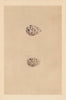 BRITISH BIRD EGGS. Common Sandpiper. Spotted Sandpiper. MORRIS 1866 old print