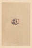 BRITISH BIRD EGGS. Greenshank. MORRIS 1866 old antique vintage print picture