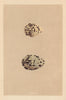BRITISH BIRD EGGS. Avocet. Stilt. MORRIS 1866 old antique print picture