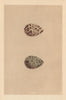 BRITISH BIRD EGGS. Rulf. MORRIS 1866 old antique vintage print picture