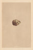 BRITISH BIRD EGGS. Brown Snipe. MORRIS 1866 old antique vintage print picture