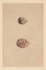 BRITISH BIRD EGGS. Curlew Sandpiper. Knot. MORRIS 1866 old antique print