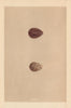 BRITISH BIRD EGGS. Broad-billed Sandpiper. Little Stint. MORRIS 1866 old print