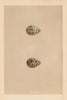 BRITISH BIRD EGGS. Temminck's Stint. Schinz's Sandpiper. MORRIS 1866 old print