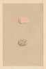 BRITISH BIRD EGGS. Land-rail. Spotted Crake. MORRIS 1866 old antique print
