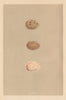 BRITISH BIRD EGGS. Little Crake. Baillon's Crake. Water-rail. MORRIS 1866