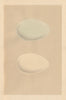 BRITISH BIRD EGGS. Bernacle Goose. Brent Goose. MORRIS 1866 old antique print