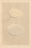 BRITISH BIRD EGGS. Egyptian Goose. Canada Goose. MORRIS 1866 old antique print