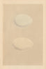 BRITISH BIRD EGGS. Shieldrake. Ruddy Shieldrake. MORRIS 1866 old antique print