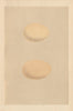 BRITISH BIRD EGGS. Scaup. Tufted Duck. MORRIS 1866 old antique print picture